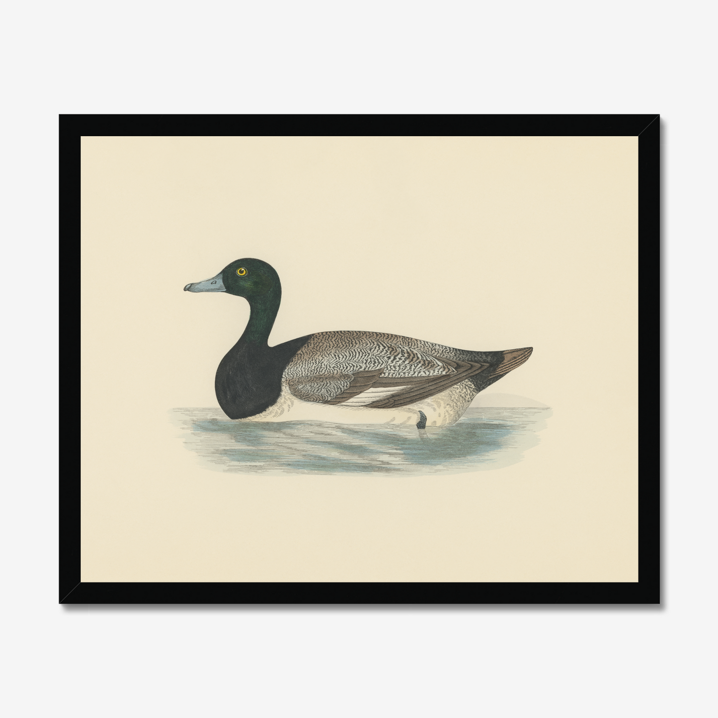 Scaup Duck