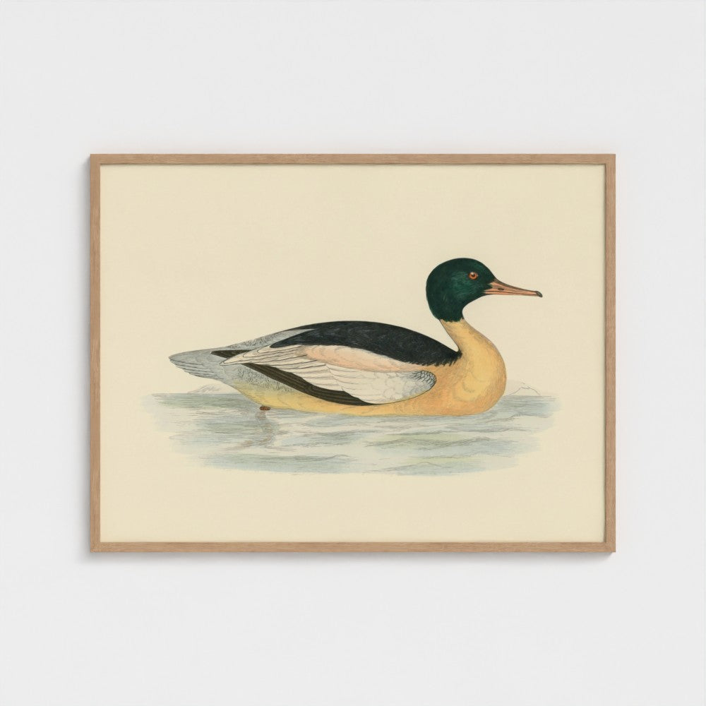 1870's Series Goosander Duck