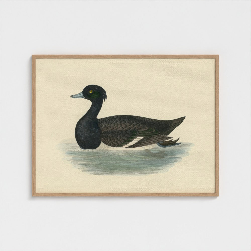 1870's Series Tufted Duck