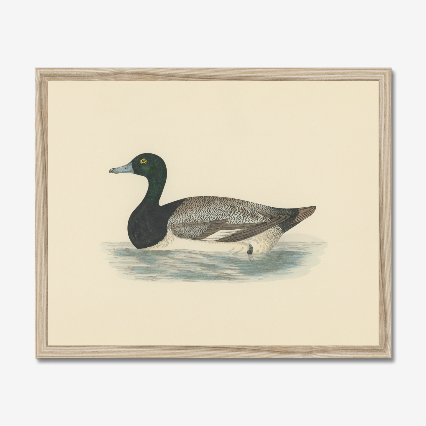 Scaup Duck