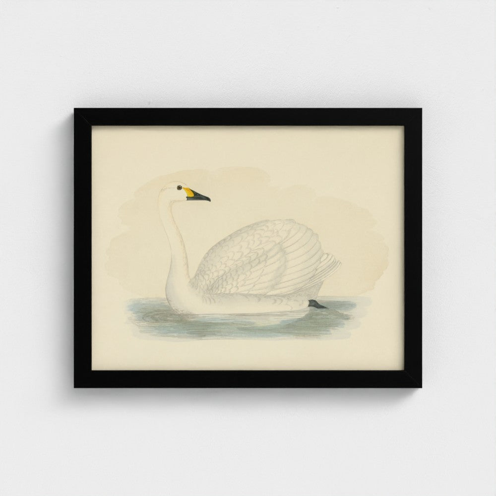 1870's Series Bewick's Swan