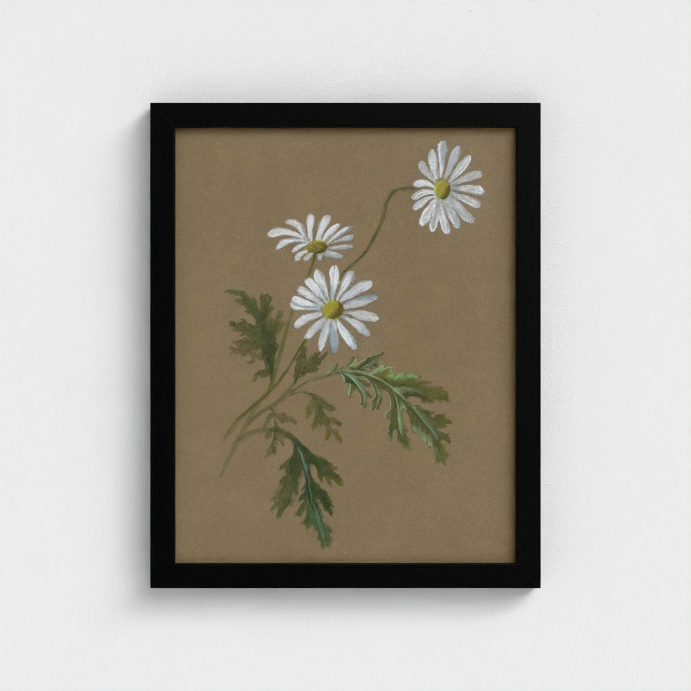 Daisy