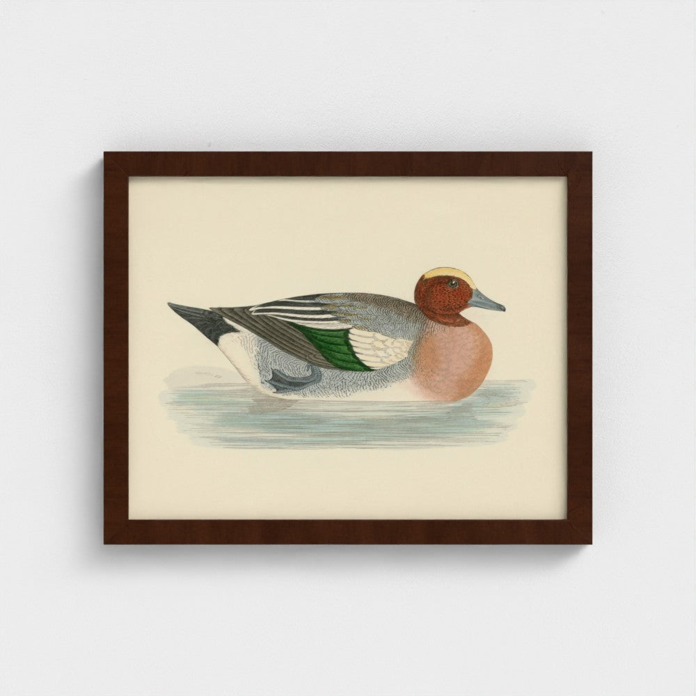 1870's Series Wigeon