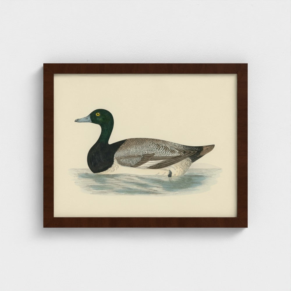 1870's Series Scaup Duck