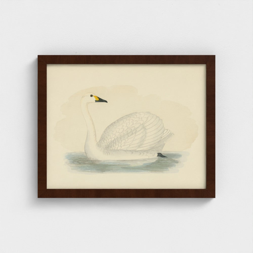 1870's Series Bewick's Swan