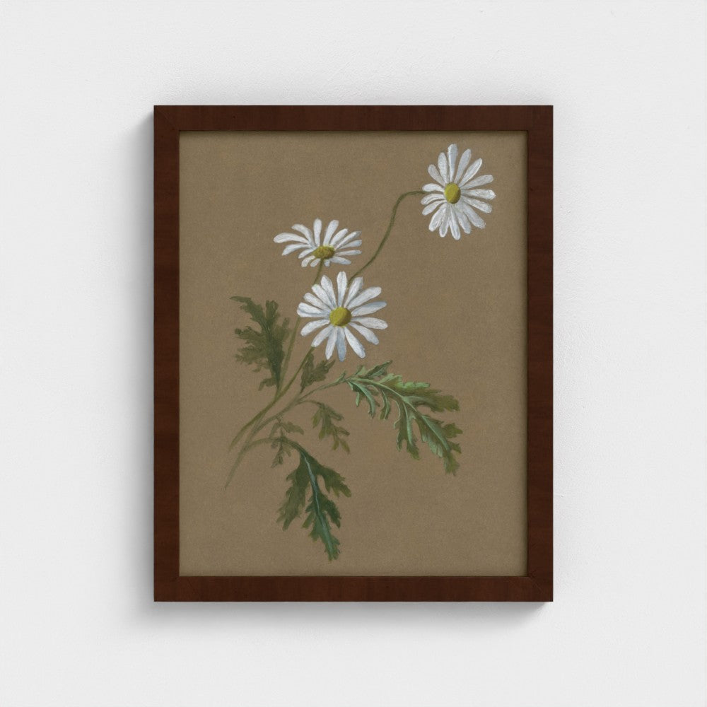 Daisy