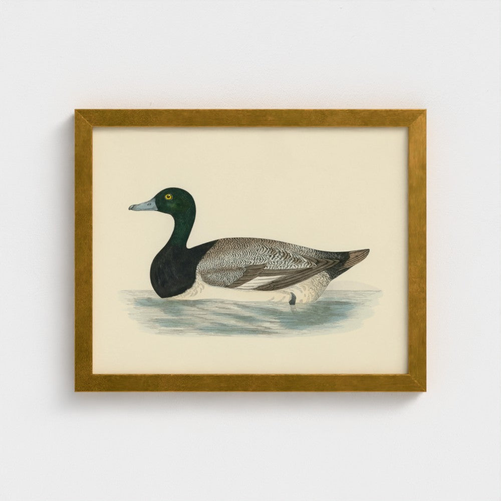 1870's Series Scaup Duck