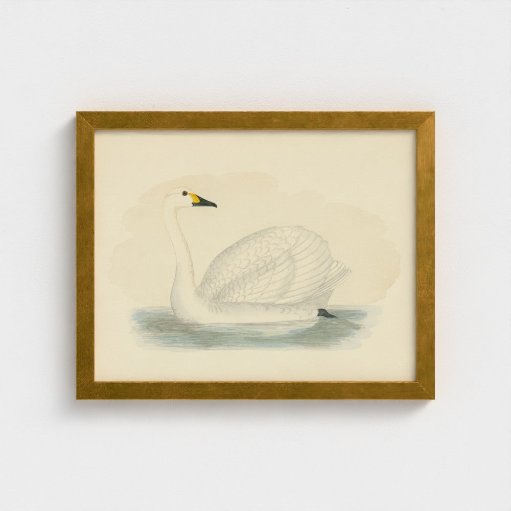 1870's Series Bewick's Swan