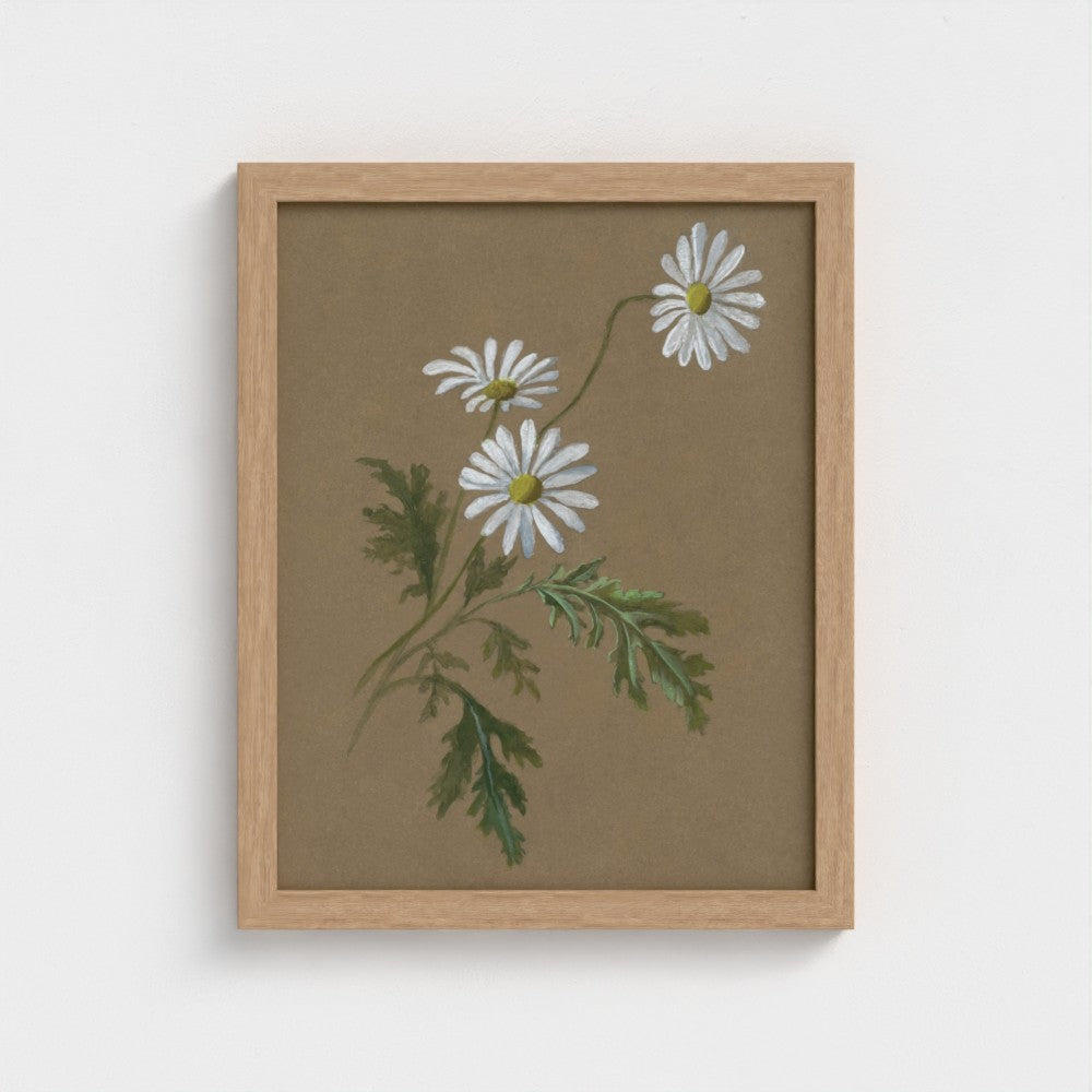 Daisy