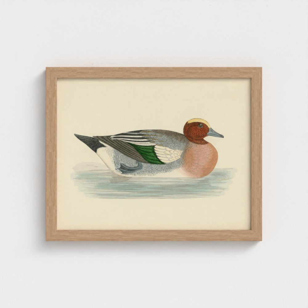 1870's Series Wigeon