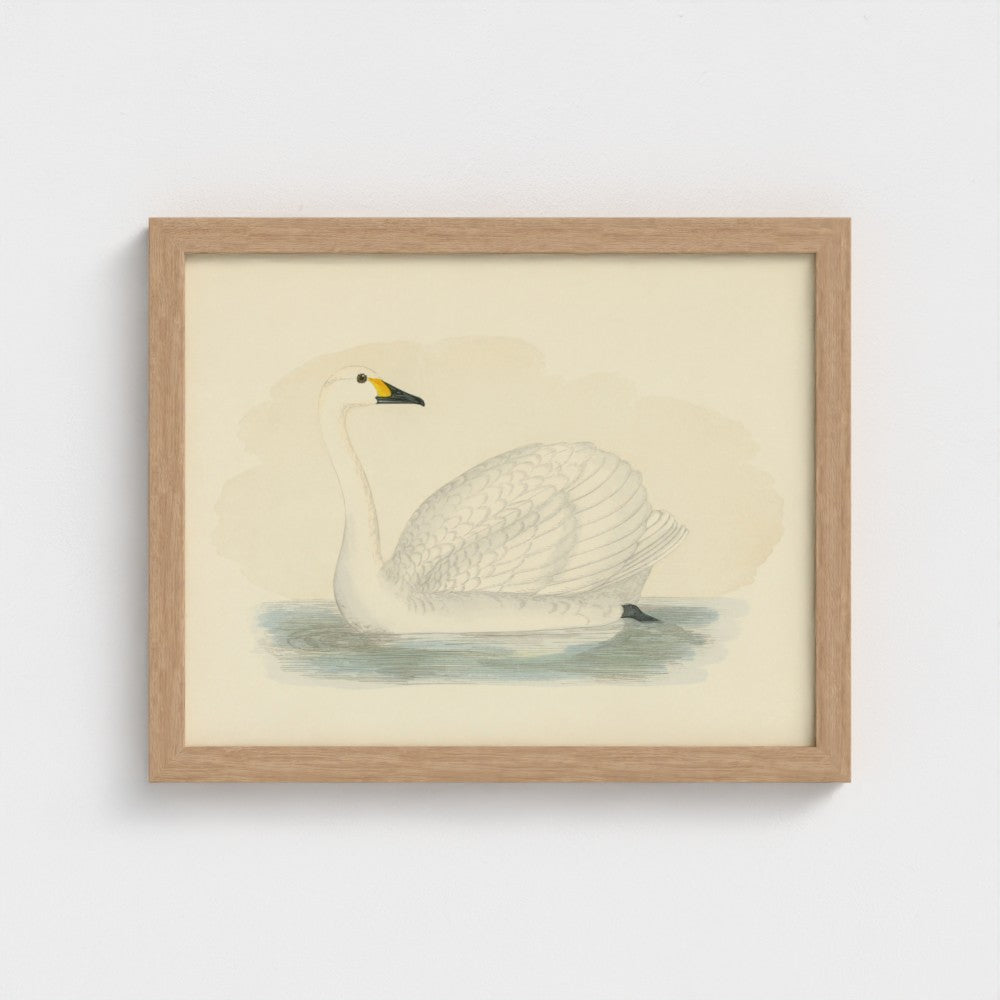 1870's Series Bewick's Swan