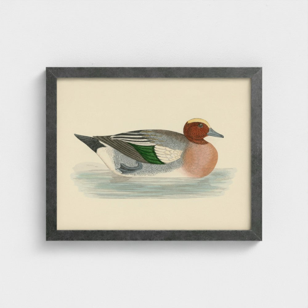 1870's Series Wigeon