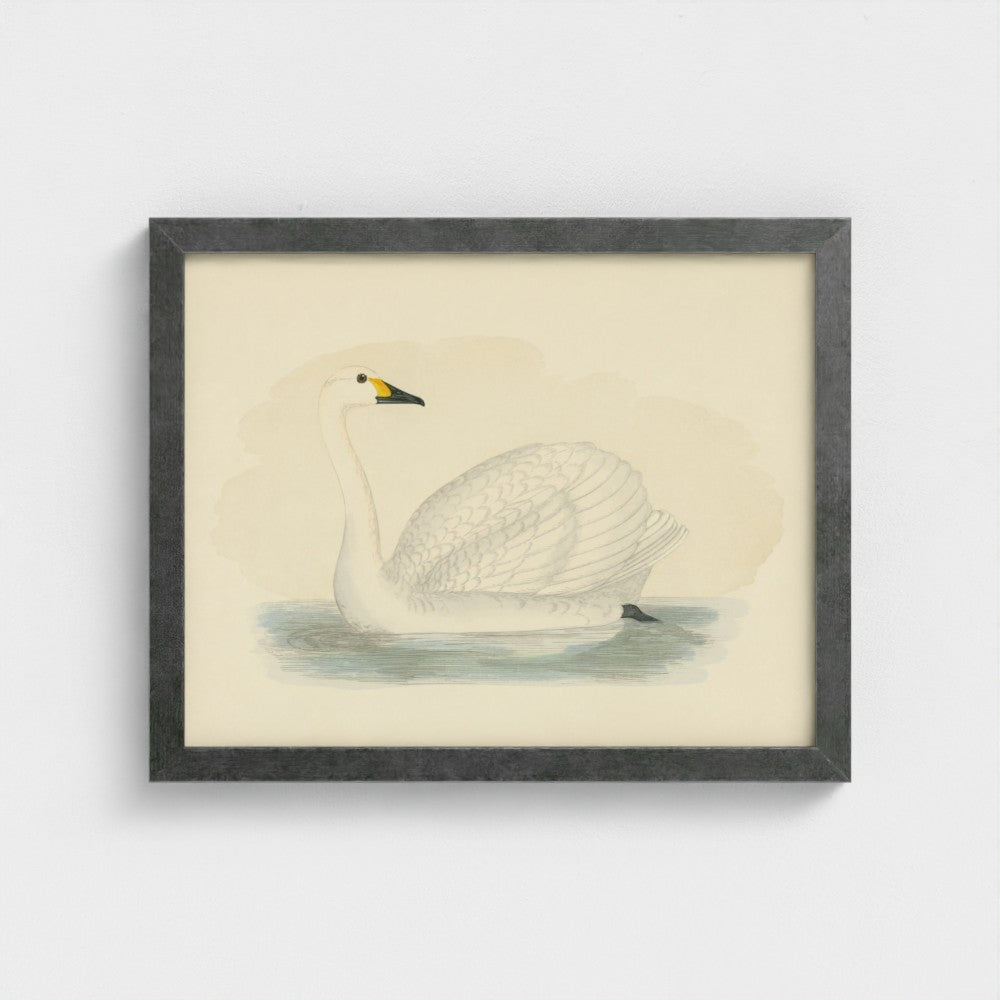 1870's Series Bewick's Swan