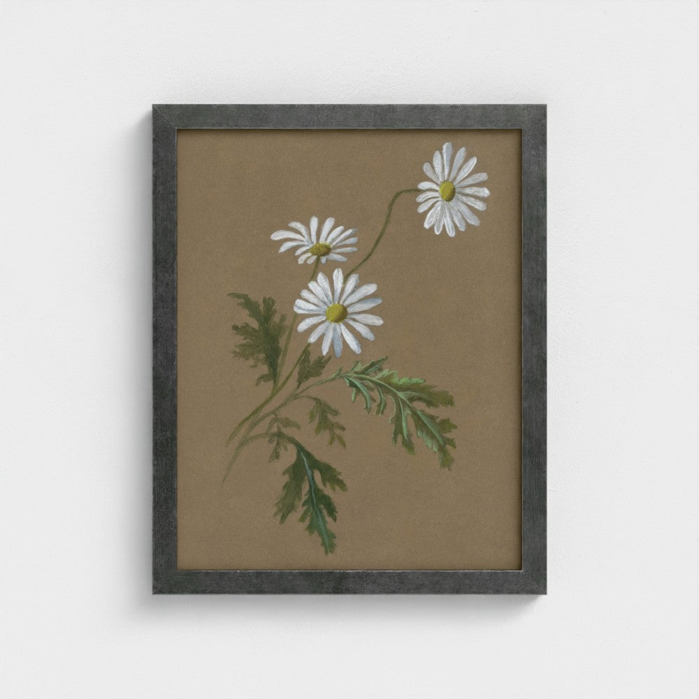 Daisy