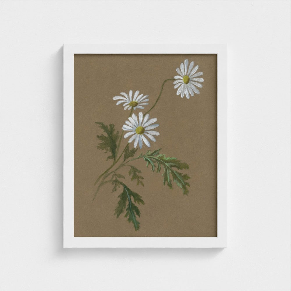 Daisy