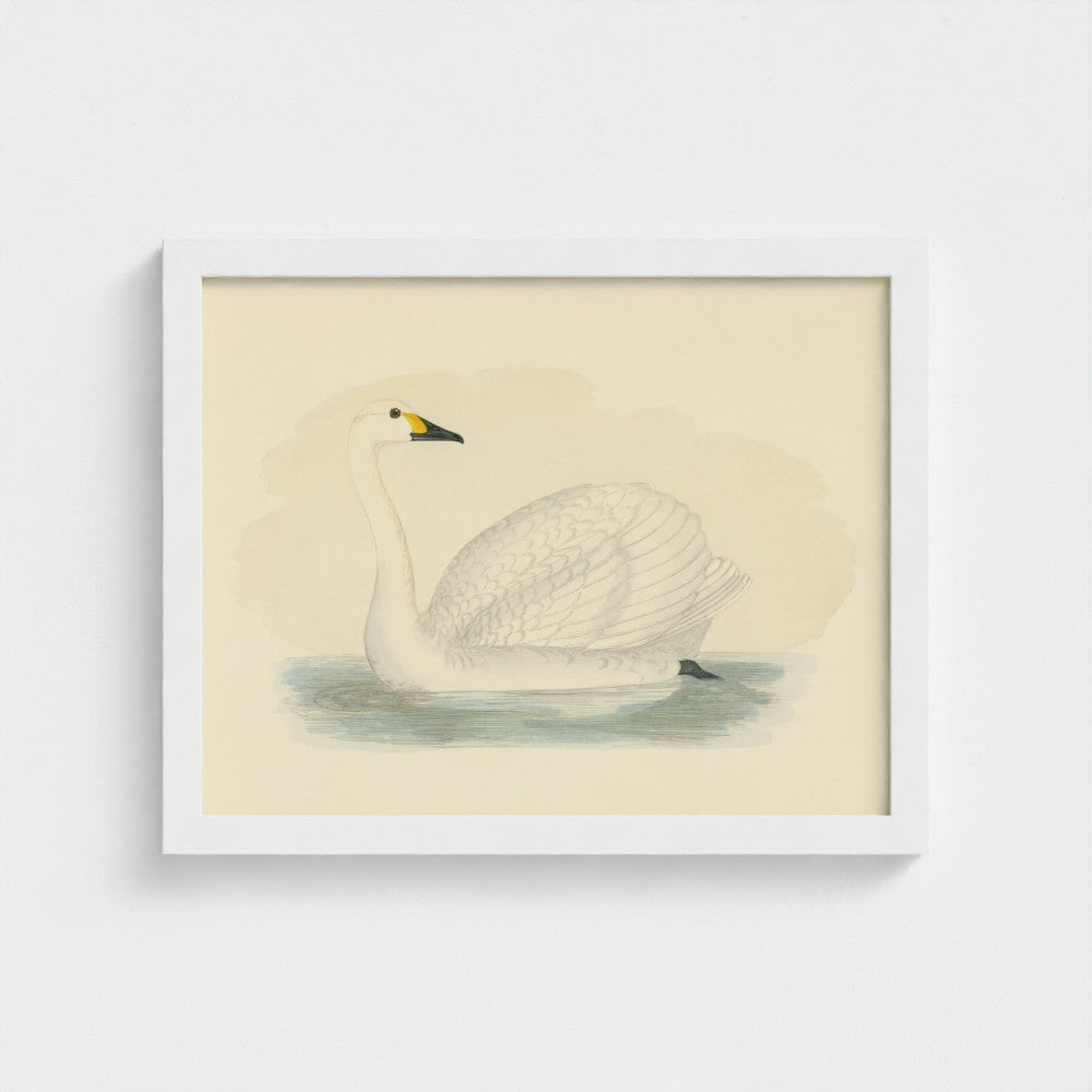 1870's Series Bewick's Swan