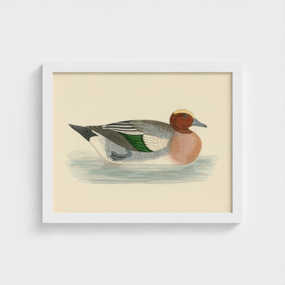 1870's Series Wigeon