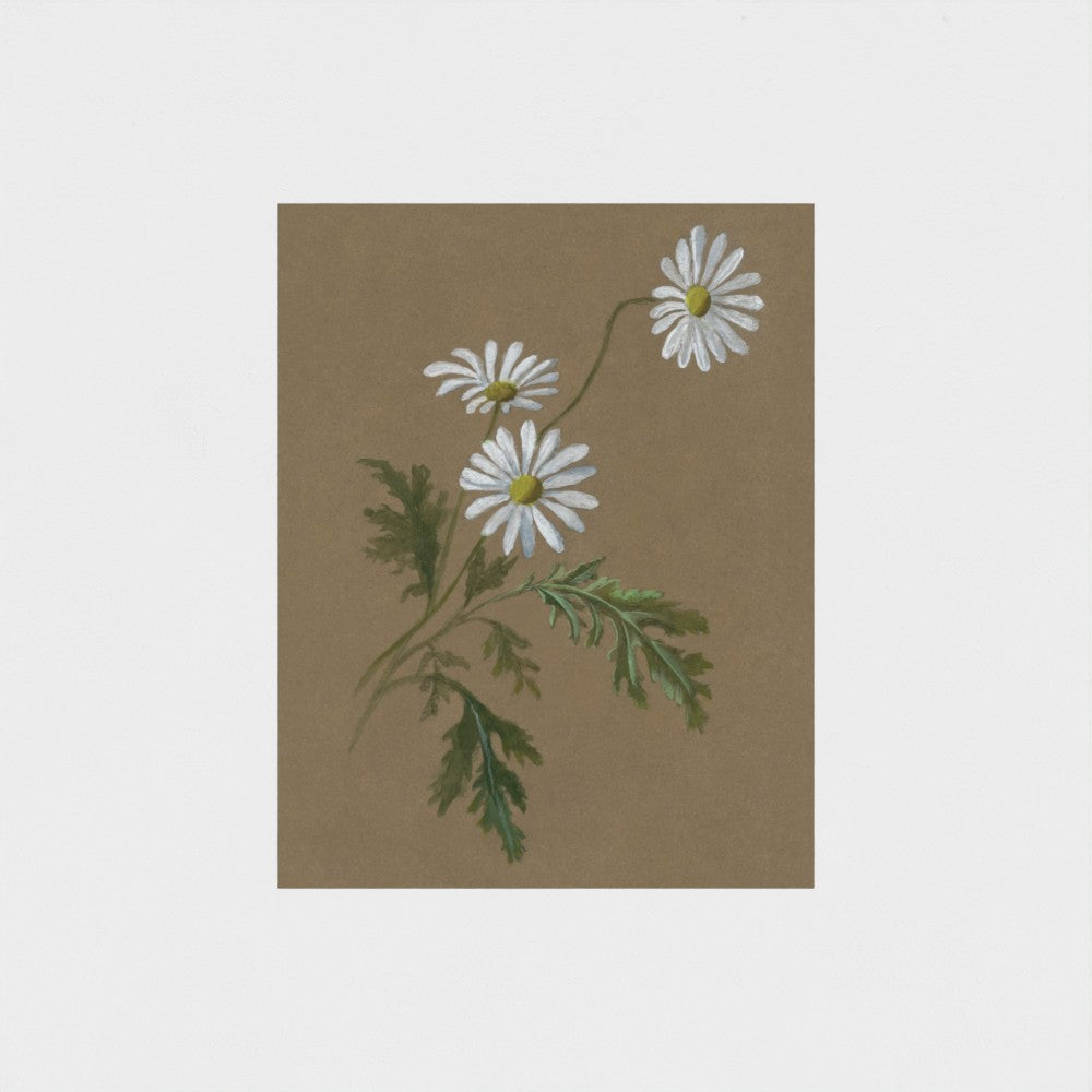 Daisy