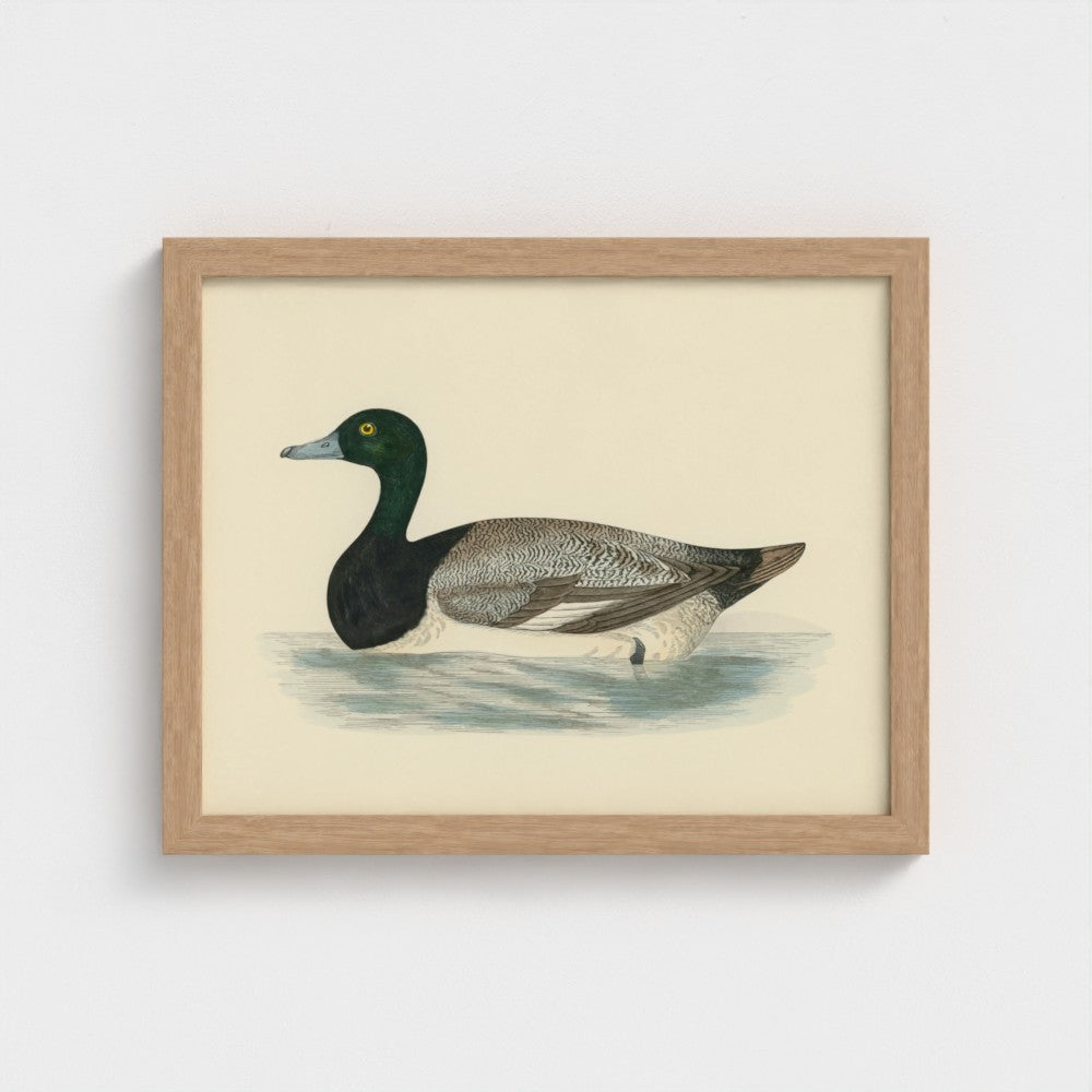 1870's Series Scaup Duck
