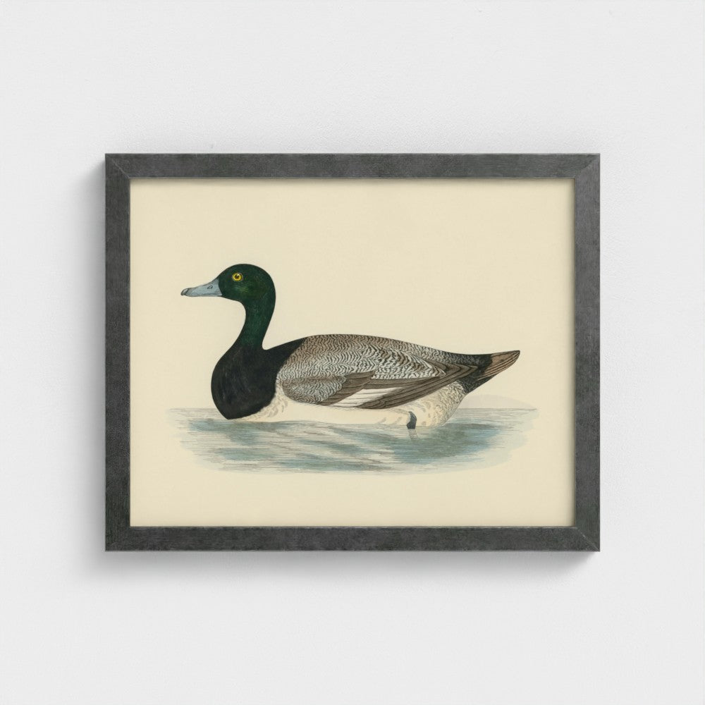 1870's Series Scaup Duck