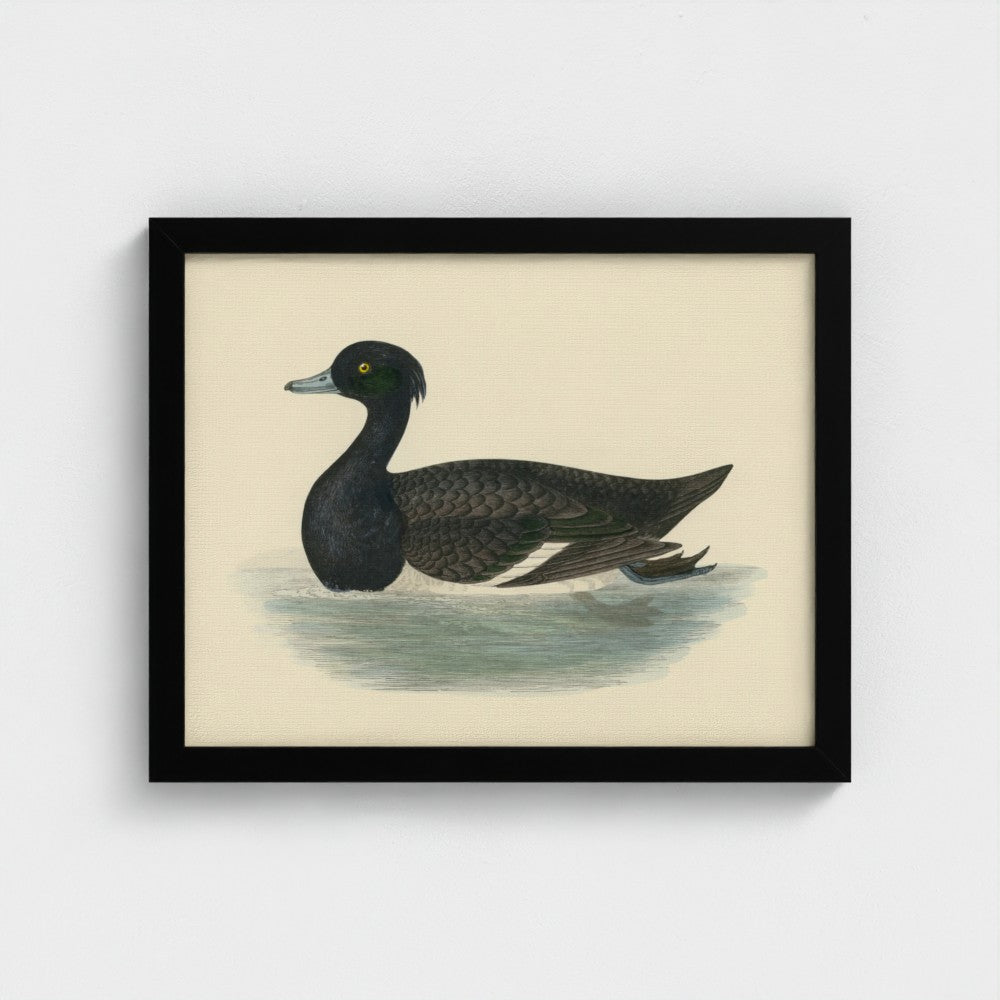 1870's Series Tufted Duck
