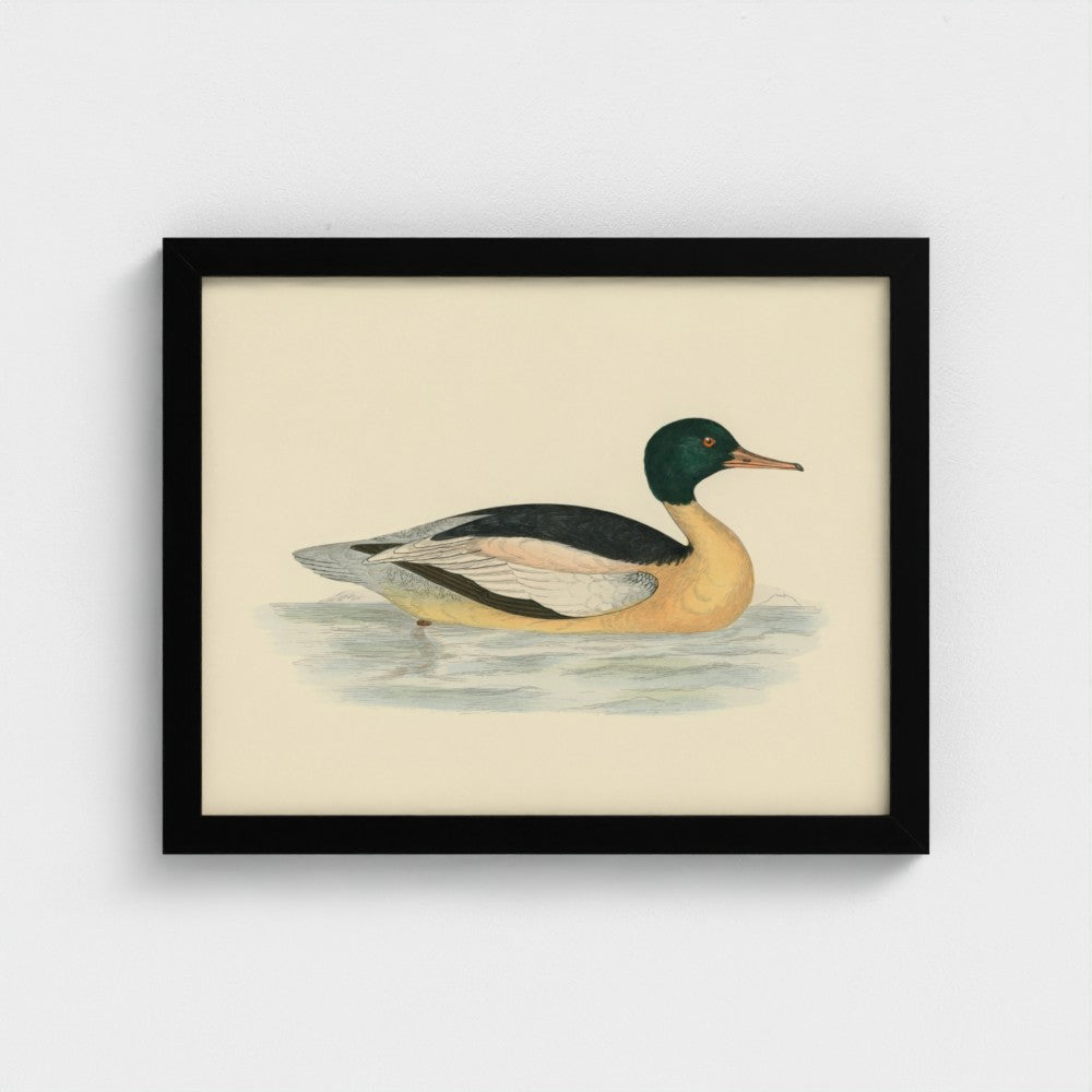 1870's Series Goosander Duck