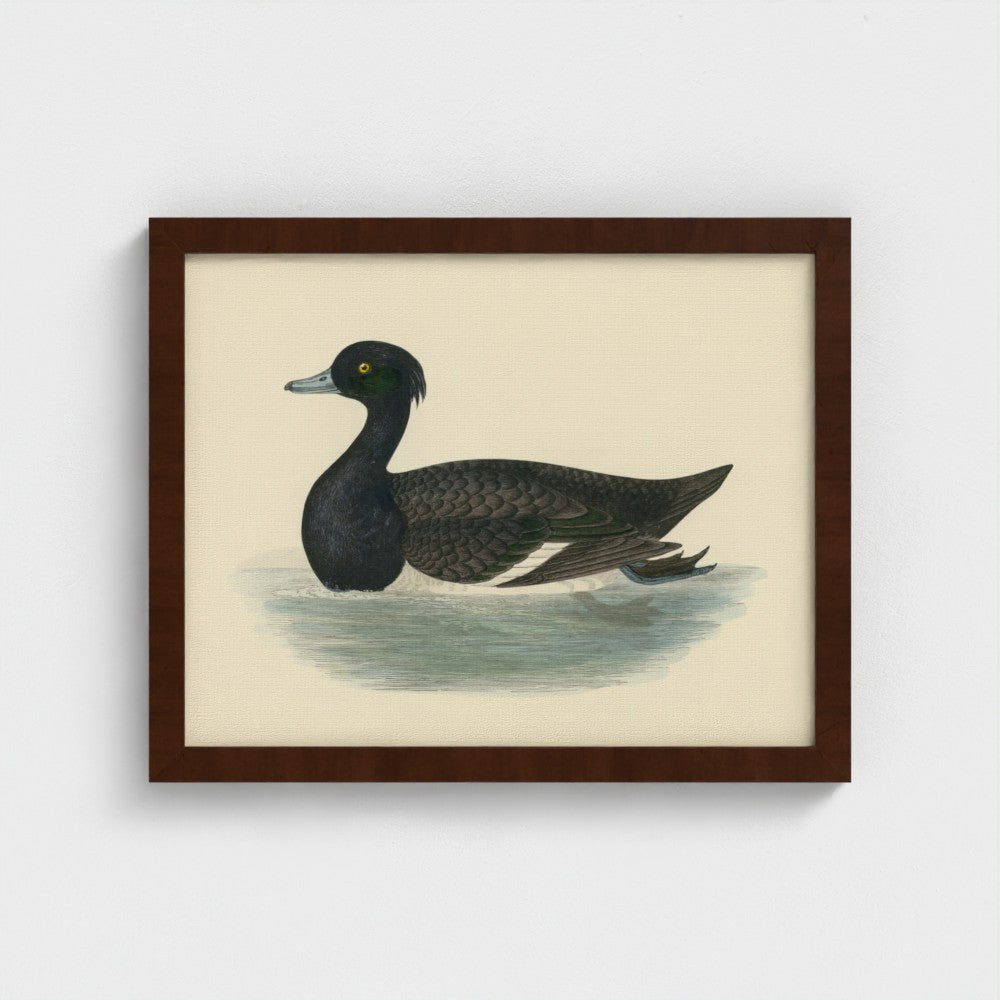 1870's Series Tufted Duck