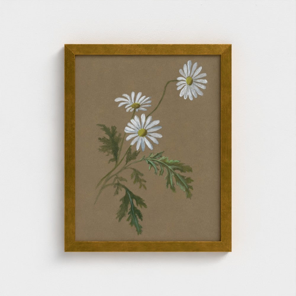 Daisy