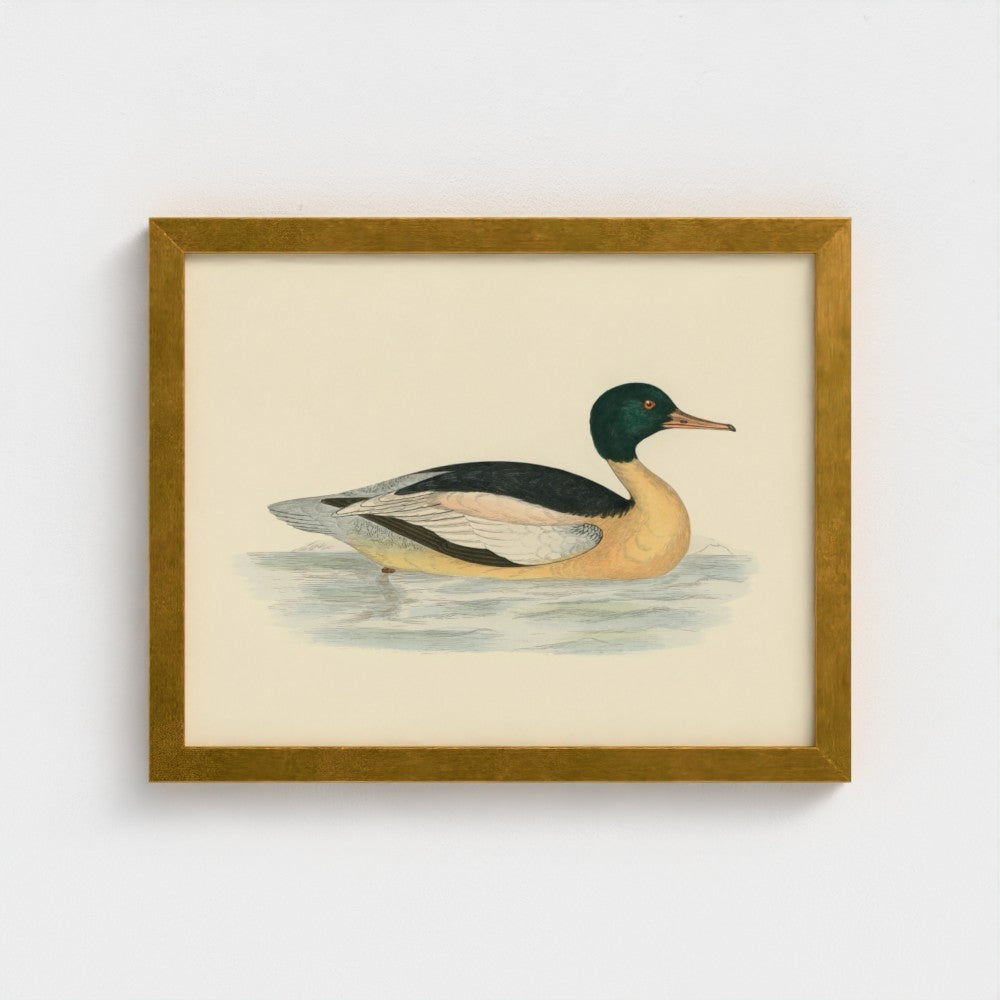 1870's Series Goosander Duck