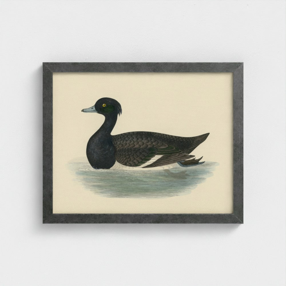 1870's Series Tufted Duck