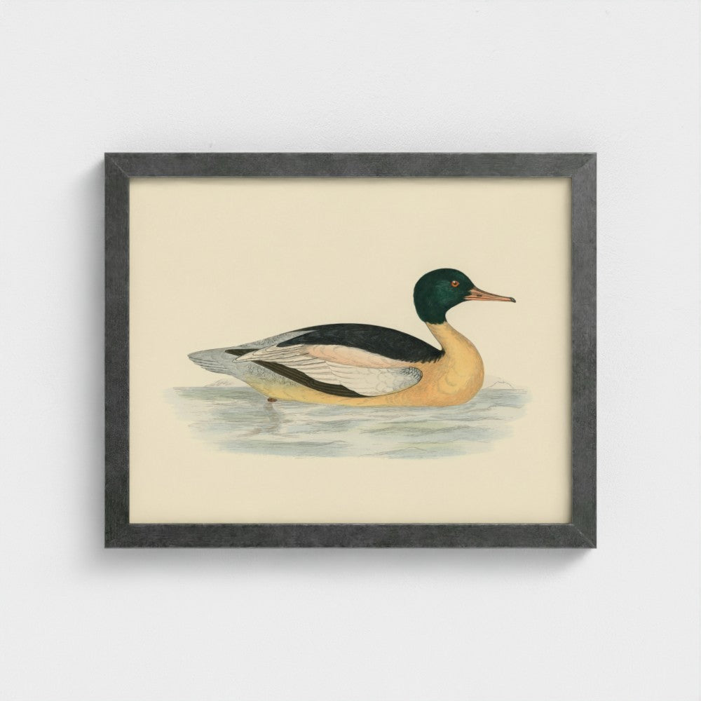 1870's Series Goosander Duck