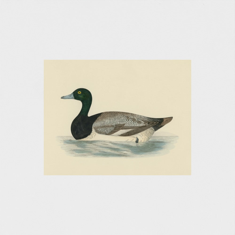 1870's Series Scaup Duck
