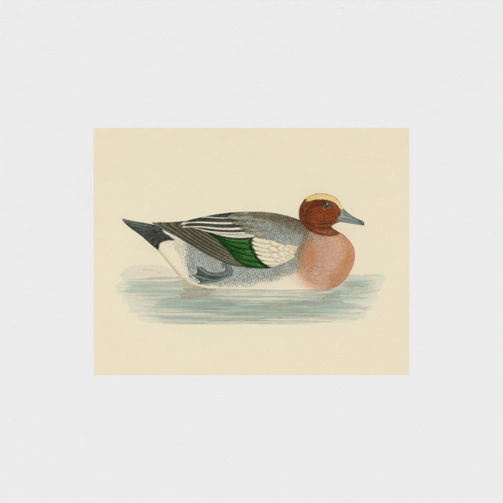1870's Series Wigeon