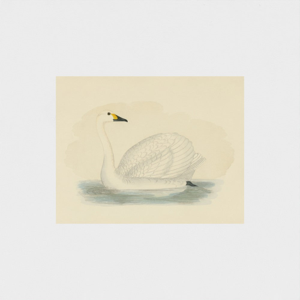 1870's Series Bewick's Swan