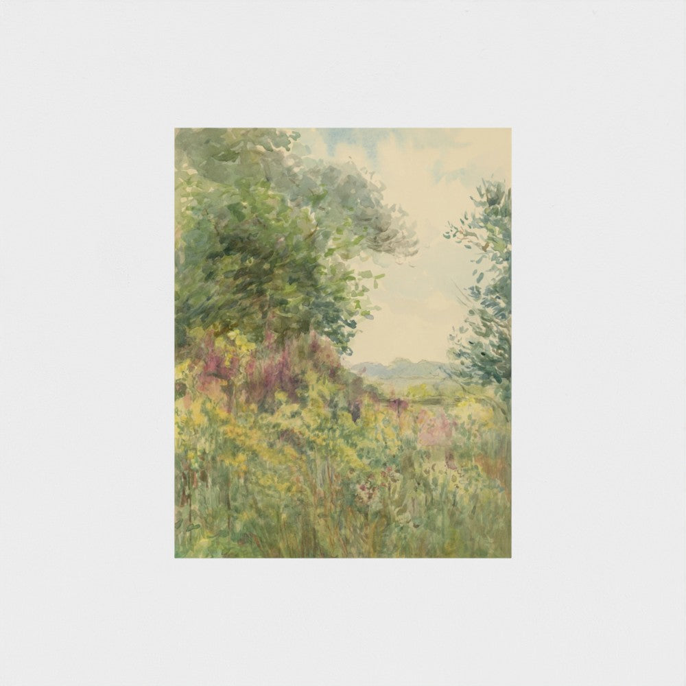 Summer Meadow