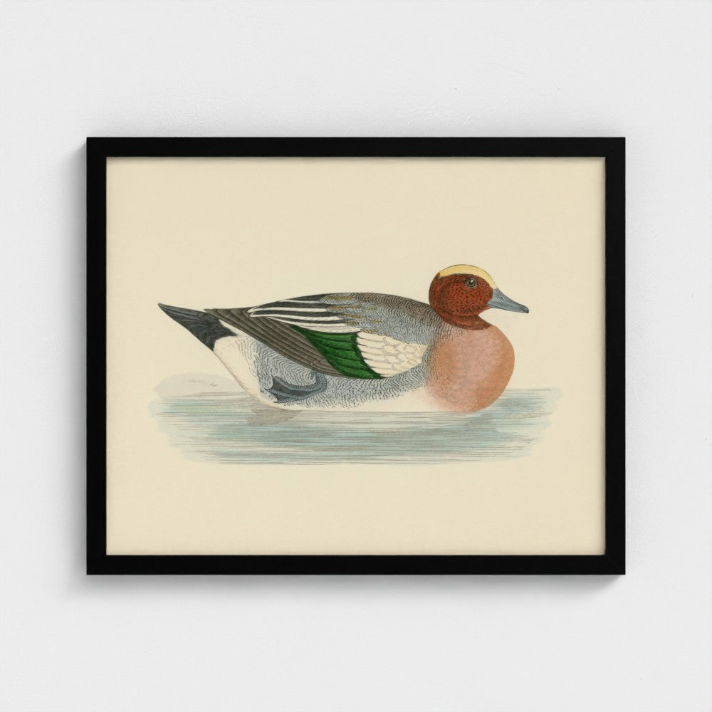 1870's Series Wigeon