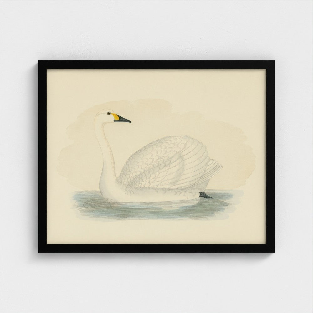 1870's Series Bewick's Swan