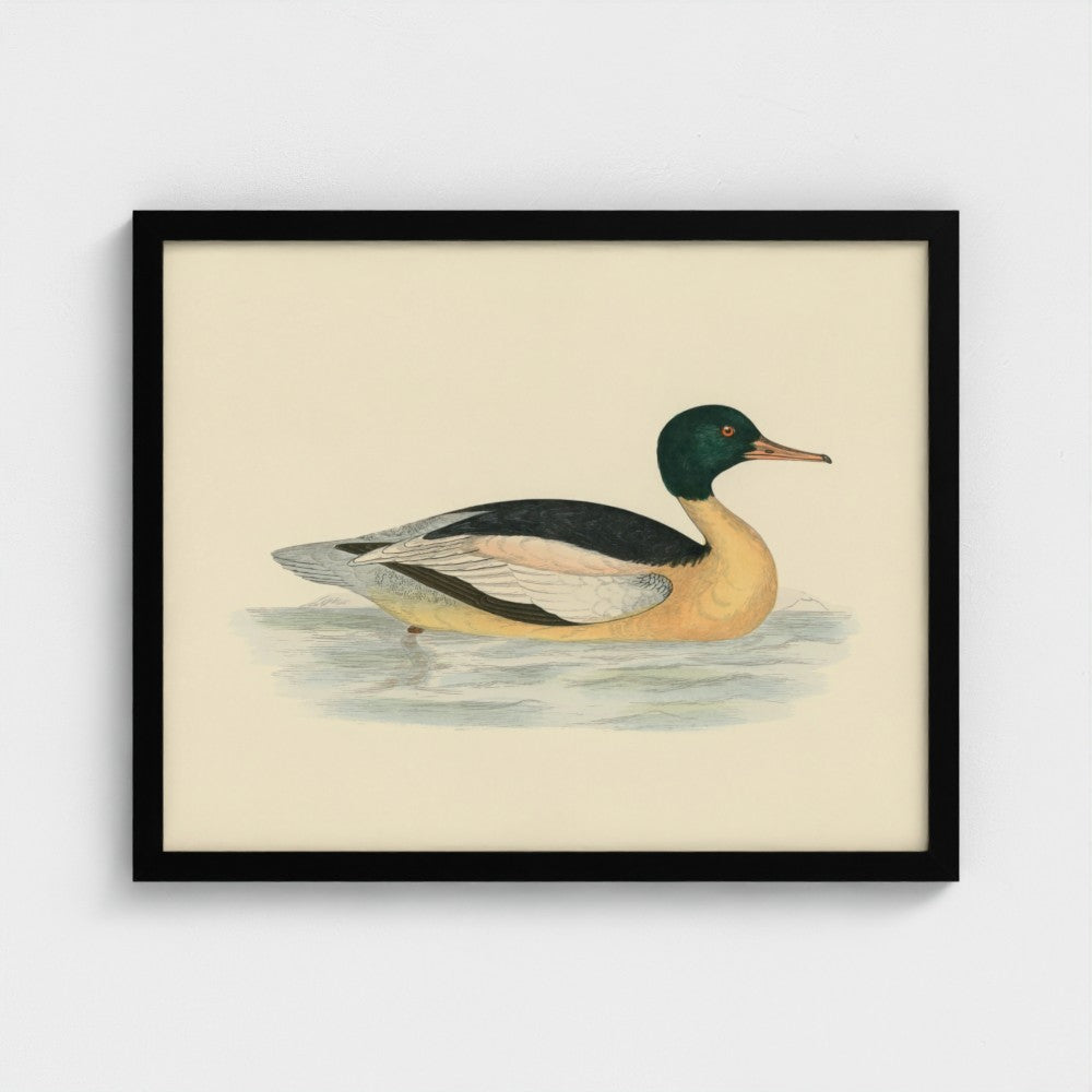 1870's Series Goosander Duck