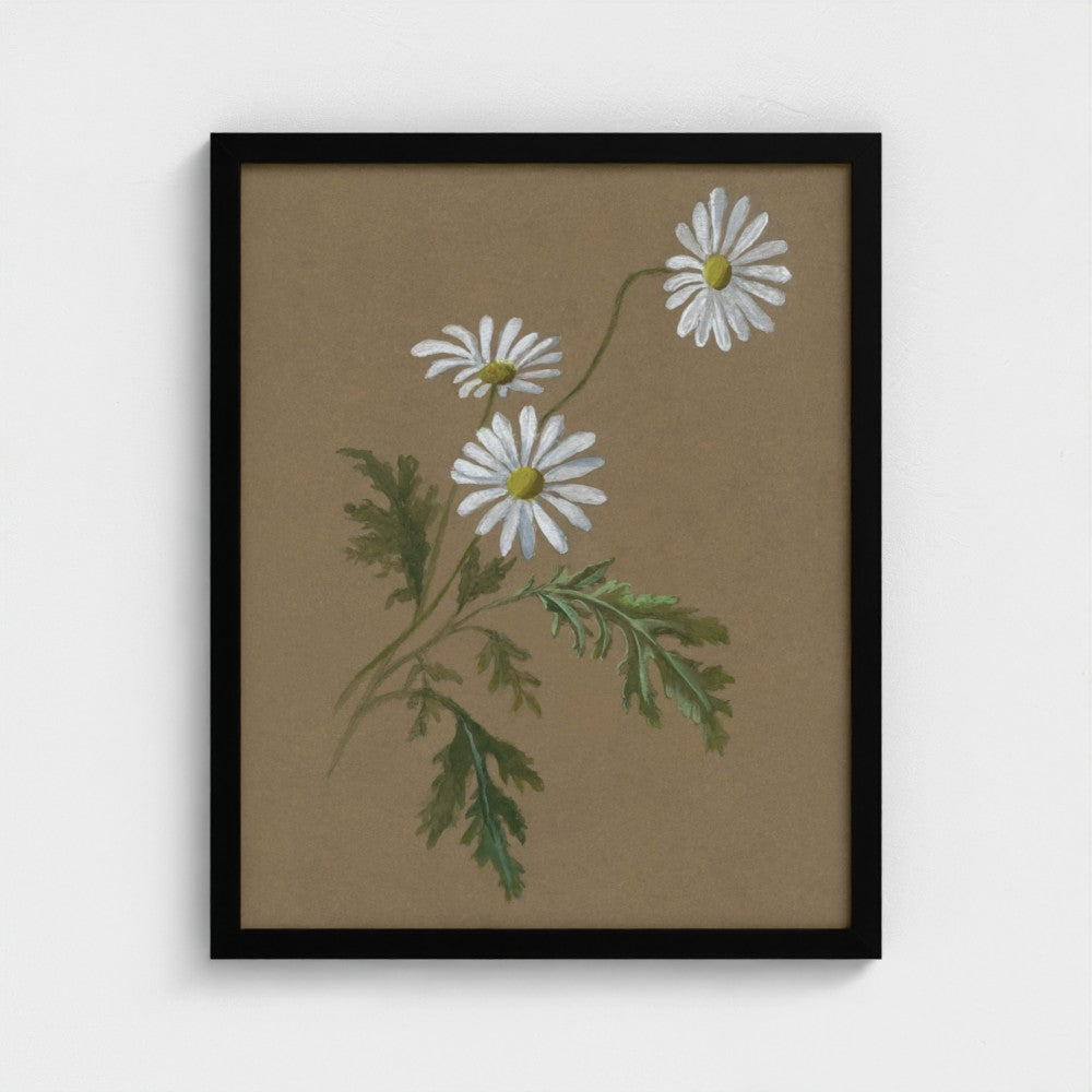 Daisy