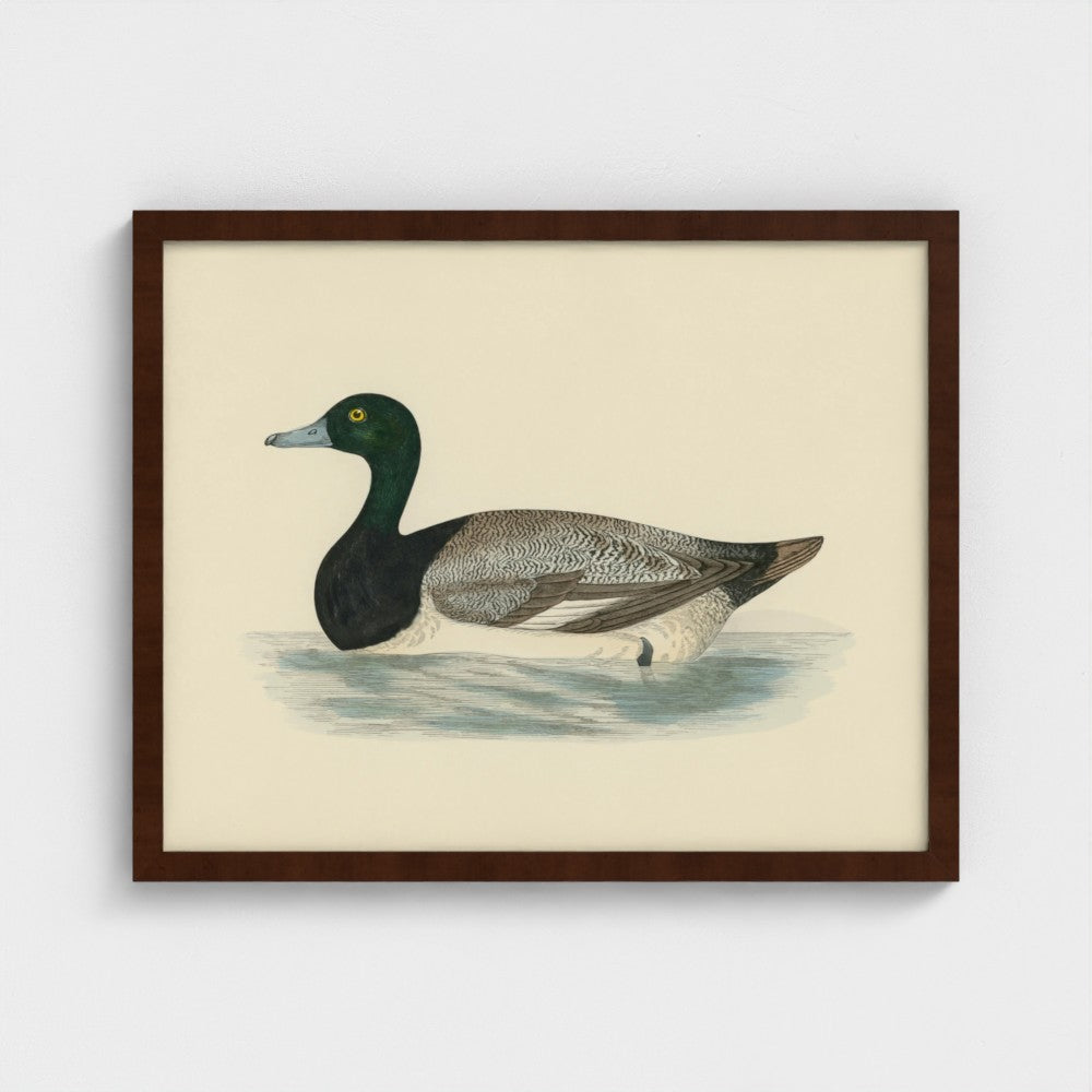 1870's Series Scaup Duck