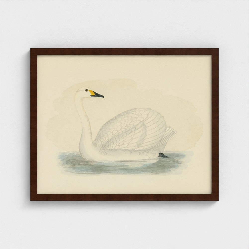 1870's Series Bewick's Swan