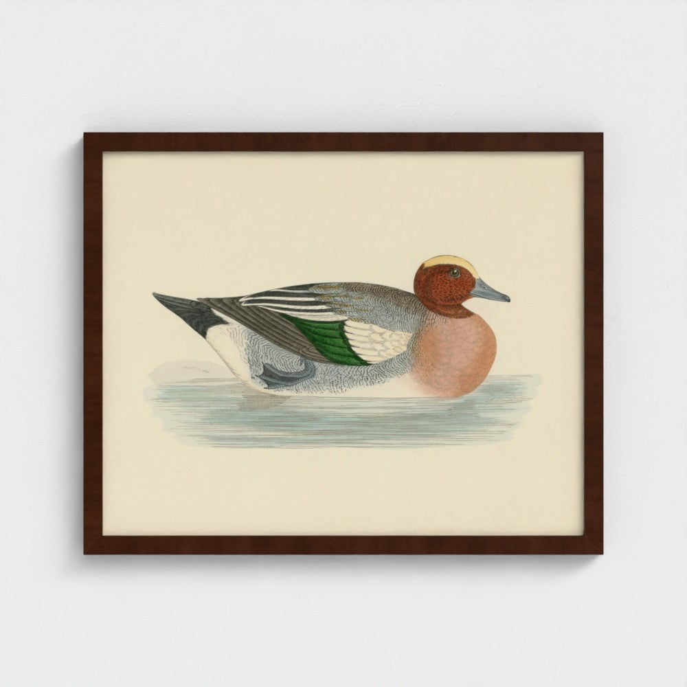 1870's Series Wigeon
