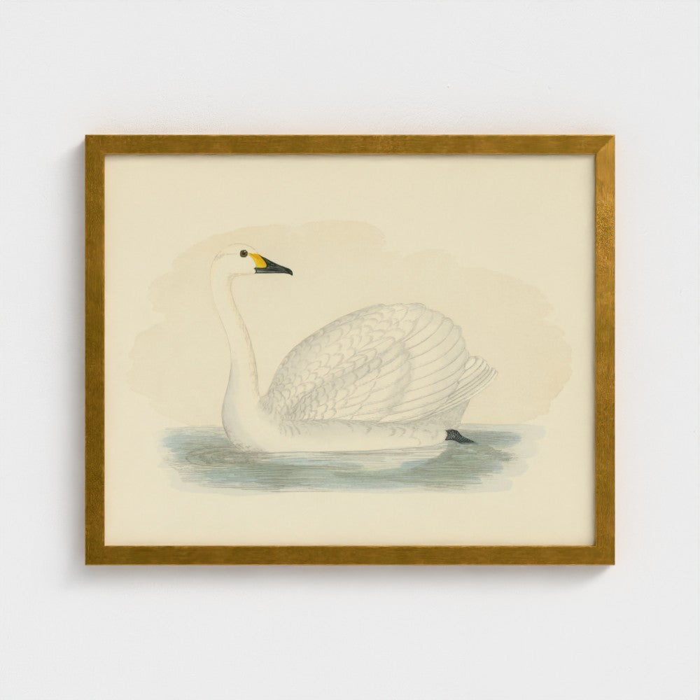 1870's Series Bewick's Swan