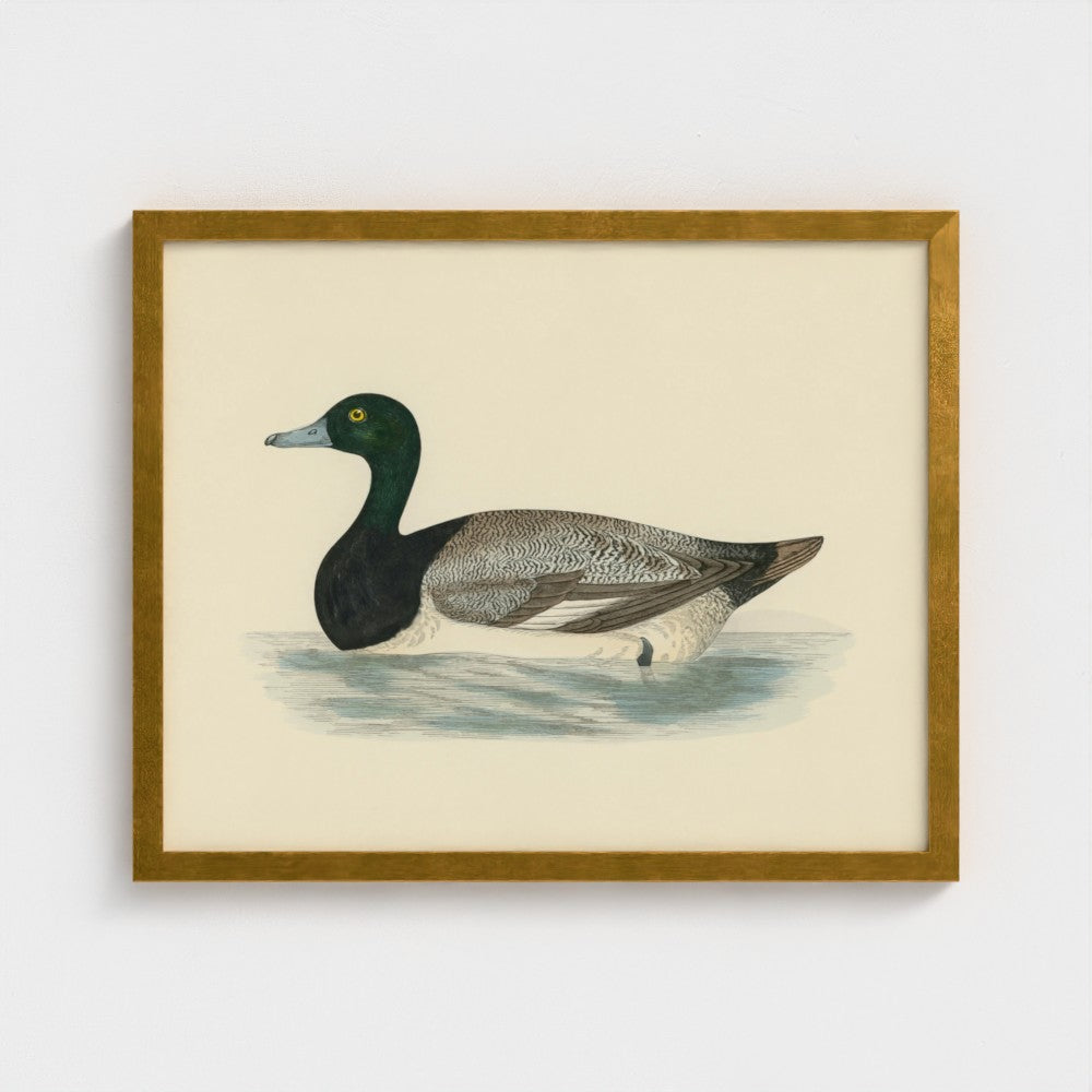 1870's Series Scaup Duck
