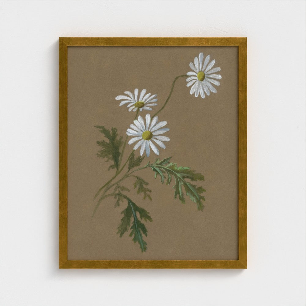 Daisy