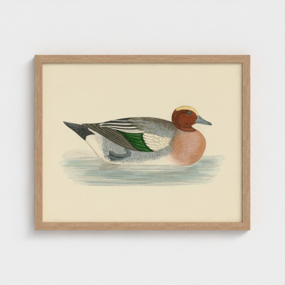 1870's Series Wigeon
