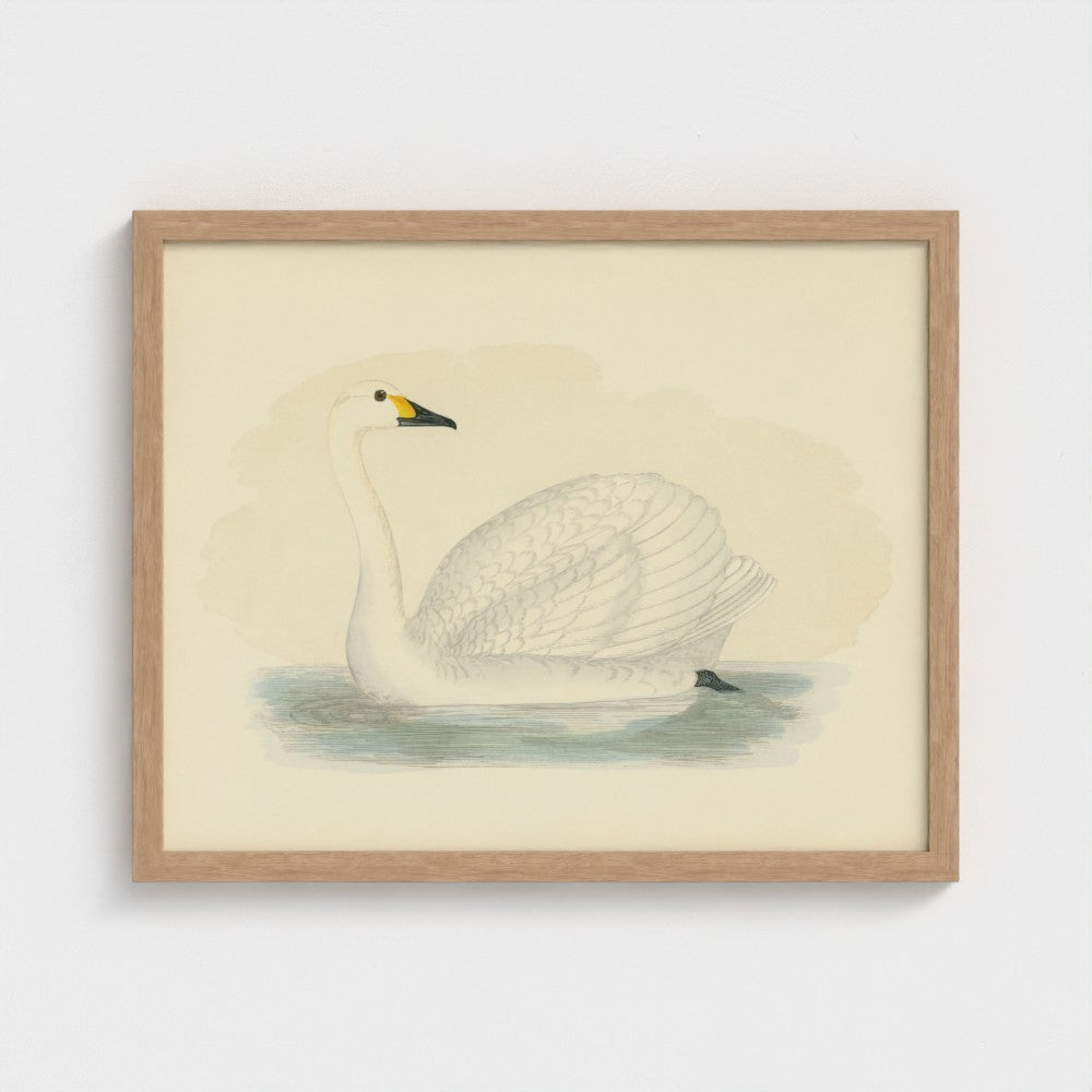 1870's Series Bewick's Swan