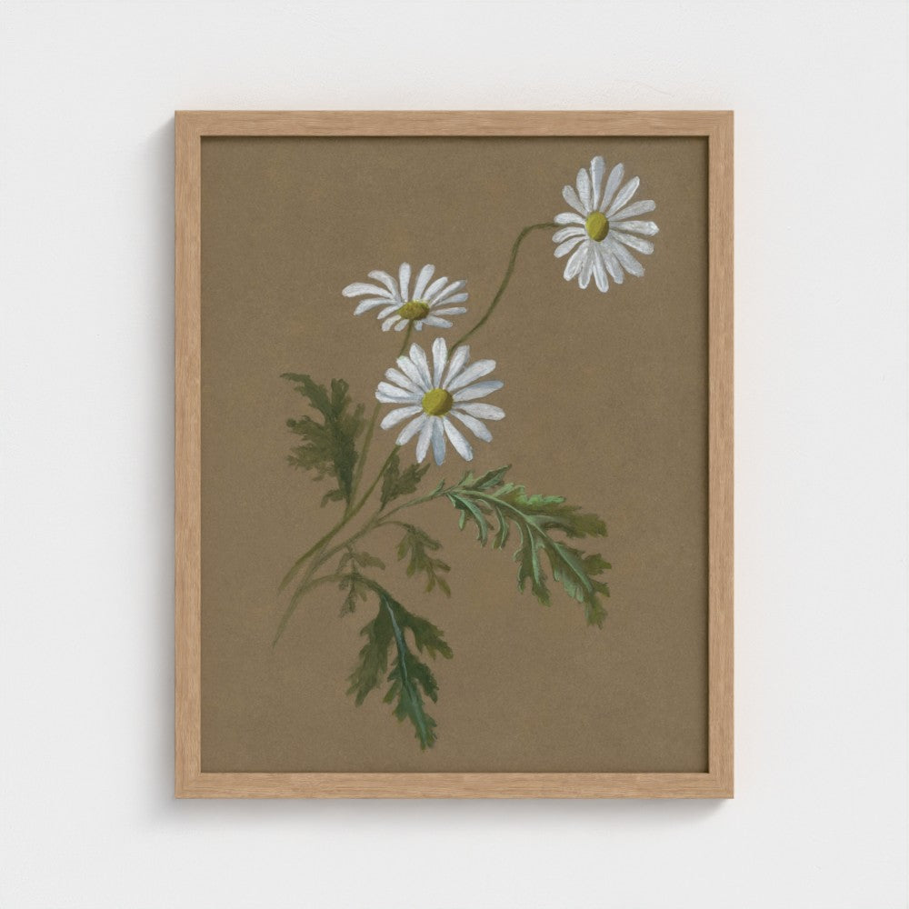 Daisy