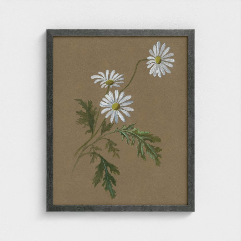 Daisy