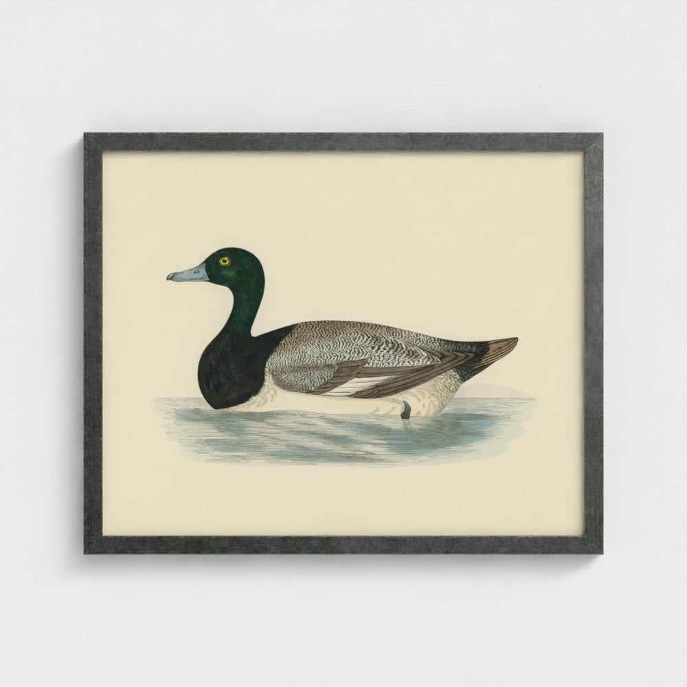 1870's Series Scaup Duck